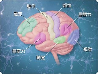 brain1.jpg
